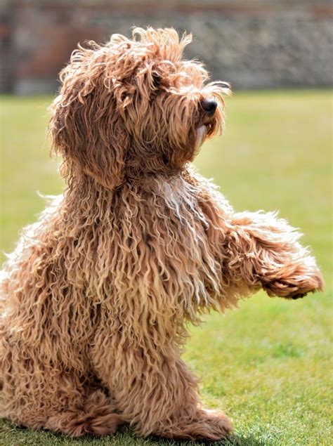 Sep 16, 2019 · to estimate the size of medium labradoodle puppies, it is best to learn as much as you can about the breeding pair. Australian Labradoodle Puppies - Bella | Waterlooville ...