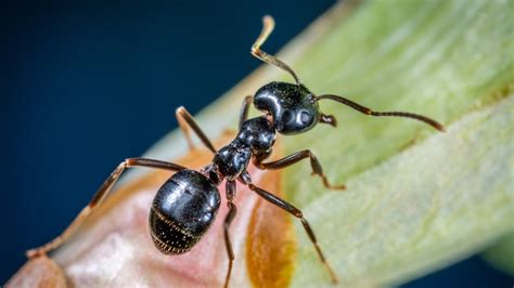 هل النمل يدل على الحسد