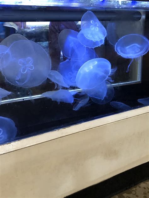 Jellyfish Touch Tank Great Lakes Aquarium Zoochat