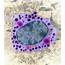 Mast Cell Photograph By Science Photo Library