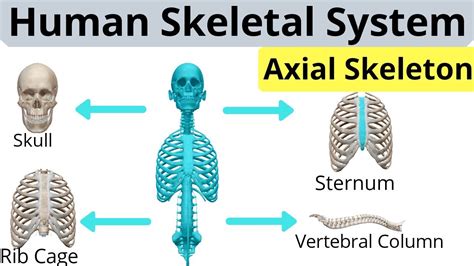 Anatomy Of Axial Skeleton Human Skeletal System Skeleton System