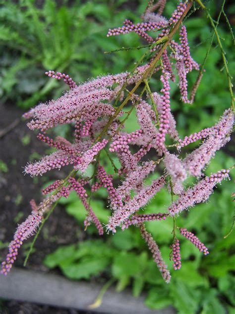 Tamarisk is both a shrub and small tree, depending on species. Tamarix ramosissima - Wikimedia Commons