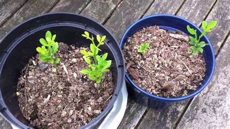 Trifoliate Orange Seedlings And Information On The Species Youtube
