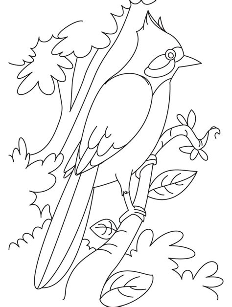 Florence nightingale was born to a wealthy italian family on may 12th, 1820. Nightingale perched on a branch coloring page | Download ...