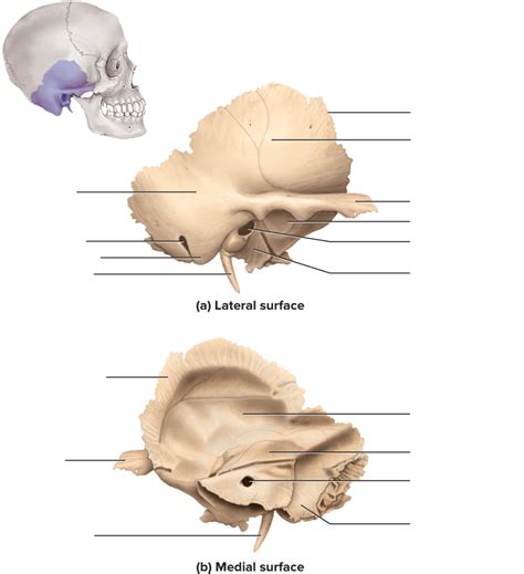 Chapter Axial Skull Temporal Bone Diagram Quizlet