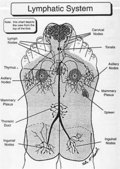 Lymphmassage Lymph Massage Hands Reflexology Lymphatic System