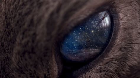 Wallpaper Face Cat Animals Eyes Galaxy Space Stars Fur Mouth