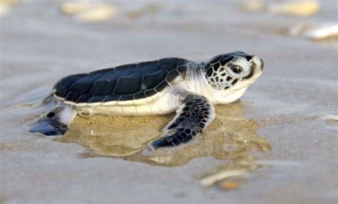 Green Sea Turtle Fact File How Much Do You Know
