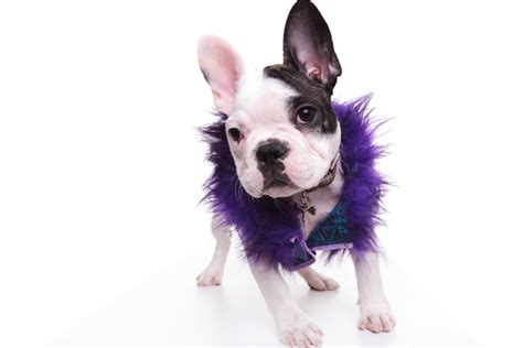 A Good Reason To Dress Your Pet In Purple