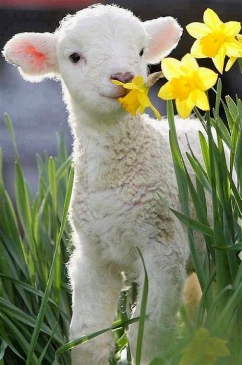 Look At This Cute Little Lamb Enjoying The Daffodils And Taking In Its