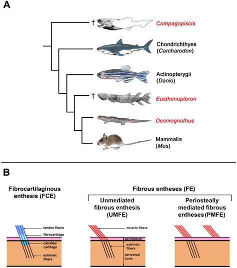 A Illustrated Phylogeny Of Gnathostomes Showing The Position And