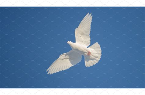 Free White Dove Flies Beautifully High Quality Animal Stock Photos