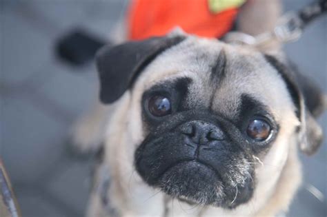 A special gamma detector that circles the chest picks up signals from the tracer. Adopt A Pug Near Me | PETSIDI