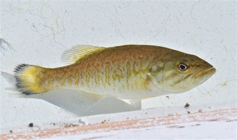Smallmouth Bass Fishes Of The Upper Green River Ky · Inaturalist