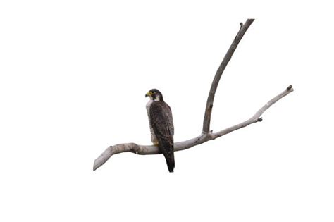 Peregrine Falcon Flying Silhouette Stock Photos Pictures And Royalty