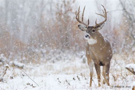Whitetail Buck Snow Wallpaper Images Galleries