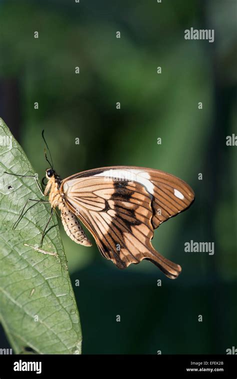 Mocker Swallowtail Butterfly Papilio Dardanus Underside Of Wing