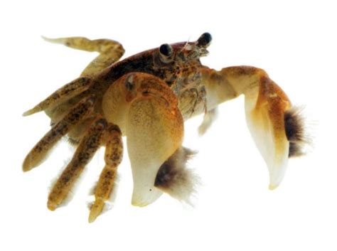 Freshwater Pom Pom Crabs For Sale Ptychognathus Barbatus Azgardens