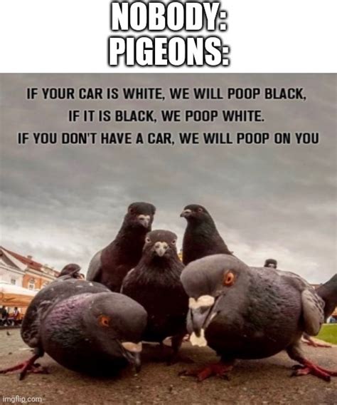 Pigeons In A Nutshell Imgflip