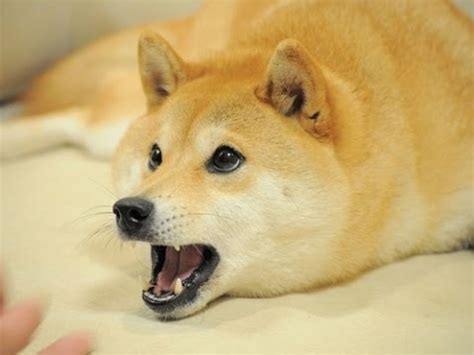 1080 X 1080 Doge - 1080x1080 Meme Dog Drone Fest / Windoge ...
