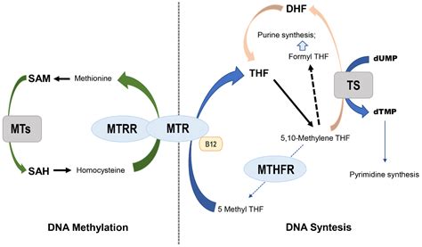 Genes Free Full Text Mthfr C677t And A1298c Polymorphisms In Breast