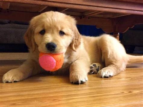 The cost to buy a golden retriever varies greatly and depends on many factors such as the breeders' location, reputation, litter size, lineage of the puppy, breed popularity (supply and demand), training, socialization efforts, breed lines and much. Goldschein's Goldens - Dog Breeders - Swan Lake, NY