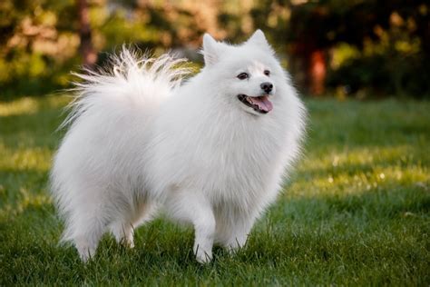 Japanese Spitz Dog Breed Guide Info Pictures Care And More Pet Keen