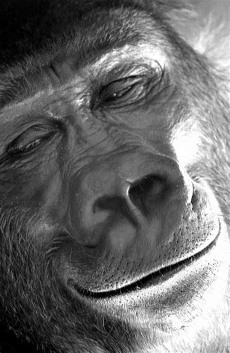 Pin on Marvelous Wildlife Animals(Images and Gifs)