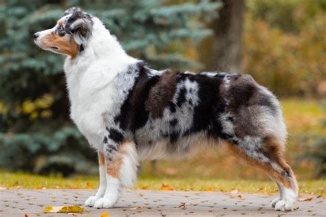 Do Australian Shepherds Typically Have Webbed Feet Facts And Faq Hepper