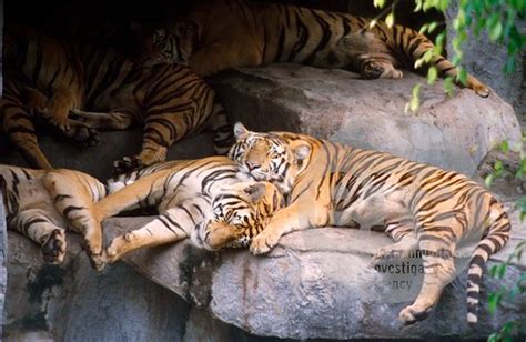 View Of Sleeping Tigers In The Tiger Enclosure At Samut Pr Flickr