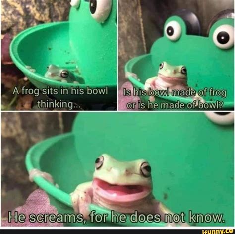 A Frog Sits In His Bowl Thinking Is He Made Ofbowl Does Ifunny