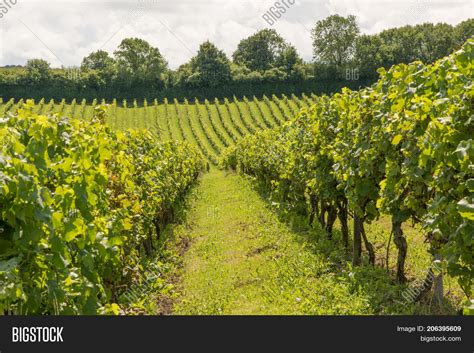 Rows Grape Vines Image And Photo Free Trial Bigstock