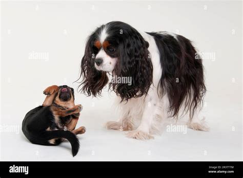 Cavalier King Charles Spaniel, tricolour, female, and Chihuahua