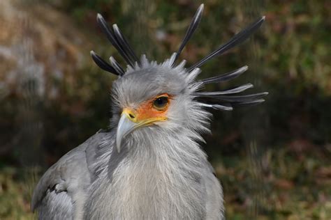 Birds Of Prey Galluvet Birds And Fowl