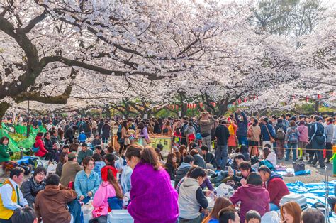 Is Hanami In Japan Actually All That Fun Gaijinpot