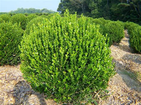 American Boxwood 6 12 Evergreen Shrubs Are Great For Privacy Hedges