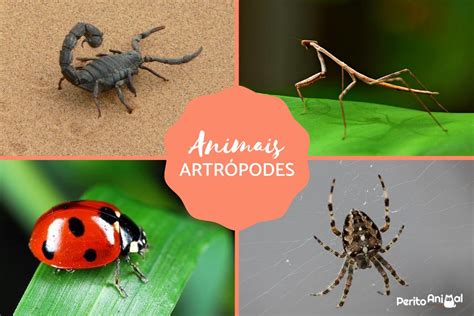 Animais ArtrÓpodes O Que São Características Classificação E Exemplos