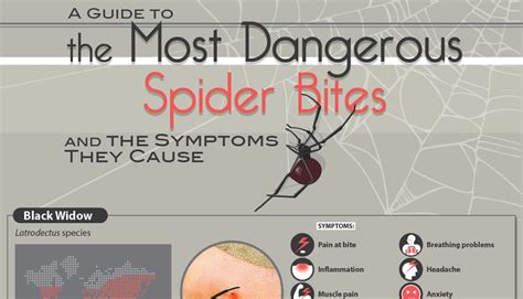 How To Identify A Spider Bite Pictures Picturemeta