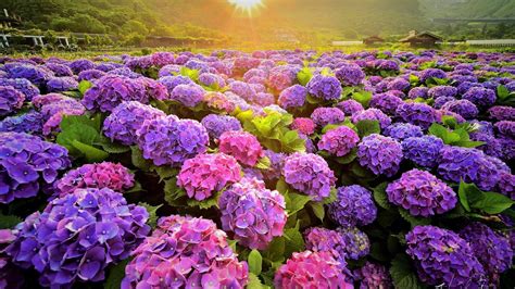Beautiful Pink Purple Flowers Field With Sunbeam Hd Spring Wallpapers