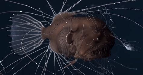 Scientists Are Amazed By The First Footage Of Deep Sea Anglerfish Mating