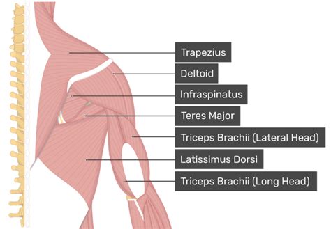 How The Teres Minor Protects Your Shoulders In Inversions