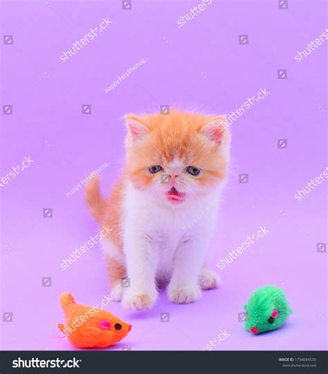 Portrait Fluffy Persian Kitten Purple Background Stock Photo 1734684530