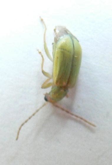 Small Green Flower Eating Beetle Diabrotica Barberi Bugguidenet