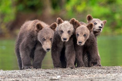 Grizzly Bear Cubs Photo By Sergei Ivanov Photorator