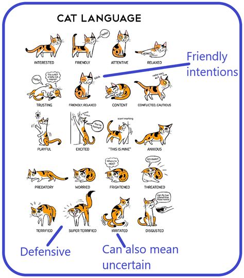 Cat Body Language And Behaviour Infographic Modified PoC Our Relationship With Cats And