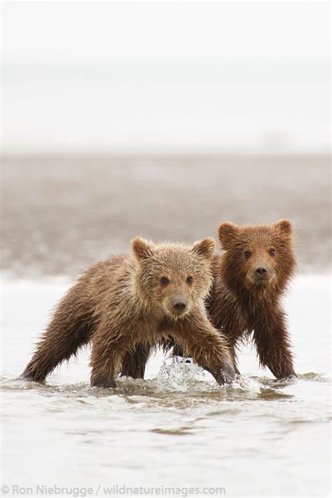 Little Bear Cubs Lake Clark National Park Alaska Photos By Ron