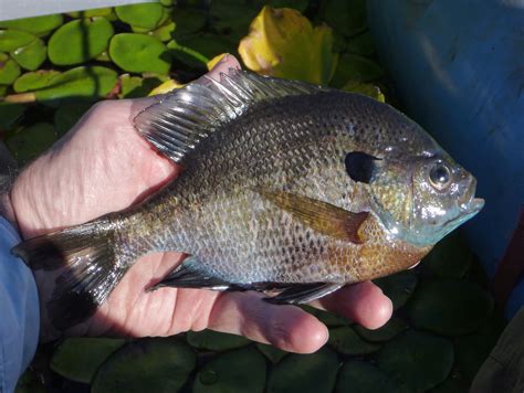 A Palatable Quest For Panfish The Spokesman Review