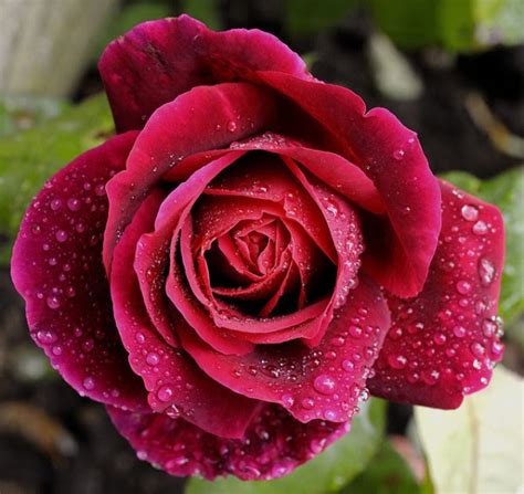 Instagram dp for girls flowers 243162. Wudere: Rose Flowers Pics For Whatsapp Dp