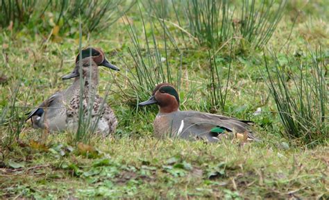 Green Winged Teal On Folly Wwt