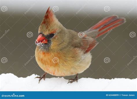 Red Cardinal Bird On A Branch A Male Northern Cardinal Bird Perched On